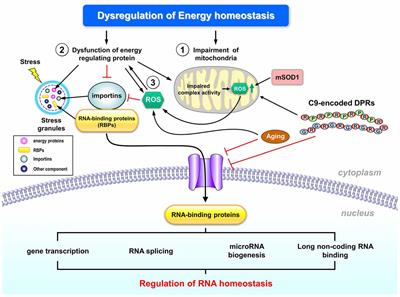 Energy Homeostasis and Abnormal RNA Metabolism in Amyotrophic Lateral Sclerosis